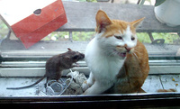 Cat and Mouse Together 05