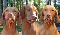 Ronaldinio's dogs