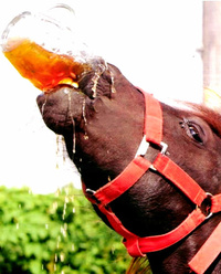A Horse Drinking Beer