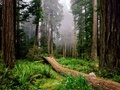 Fallen-Nurse-Log,-Redwood-National-Park,-California