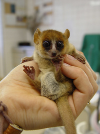 goodmans-mouse-lemur