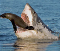 shark-attack-last-second