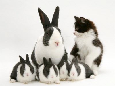 bunny-and-cat-02.jpg