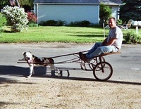 2 Wheels Sled Dog