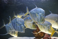 The Wonderful Aquarium, Oceanographic Museum, Monaco