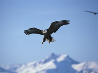 A Perfect Landing, Bald Eagle, Alaska, USA