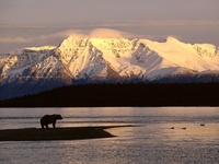 Alaskan Brown Bear Silhouetted Against Mount Katolinat