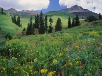 Alpine Meadow of Sneezeweed