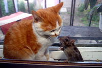 Cat and Mouse Together 07