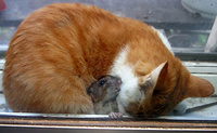 Cat and Mouse Together 03