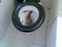 toilet-cobra-01