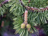 Penis Pine