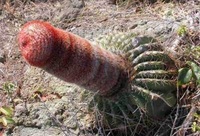 Cactus Dick