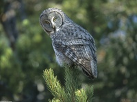 A New Perspective, Great Grey Owl, Wyoming
